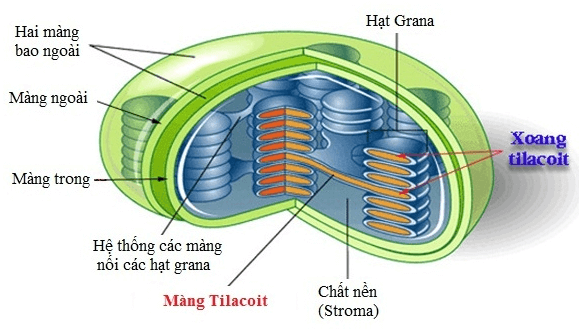 Lý thuyết Sinh học 11 Bài 8: Quang hợp ở thực vật | Lý thuyết Sinh học 11 ngắn gọn