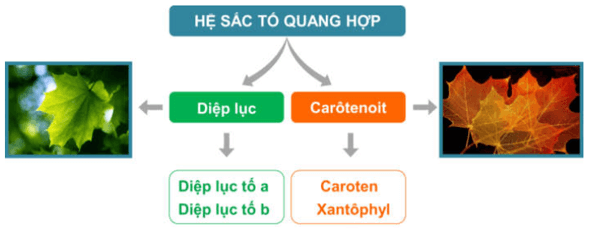 Lý thuyết Sinh học 11 Bài 8 Kết nối tri thức, Chân trời sáng tạo, Cánh diều