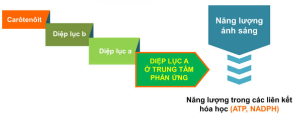 Lý thuyết Sinh học 11 Bài 8 Kết nối tri thức, Chân trời sáng tạo, Cánh diều