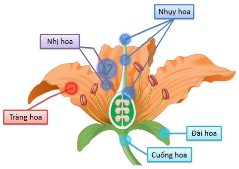 Lý thuyết Sinh học 11 Bài 42: Sinh sản hữu tính ở thực vật | Lý thuyết Sinh học 11 ngắn gọn