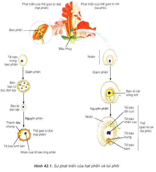 Lý thuyết Sinh học 11 Bài 42: Sinh sản hữu tính ở thực vật | Lý thuyết Sinh học 11 ngắn gọn