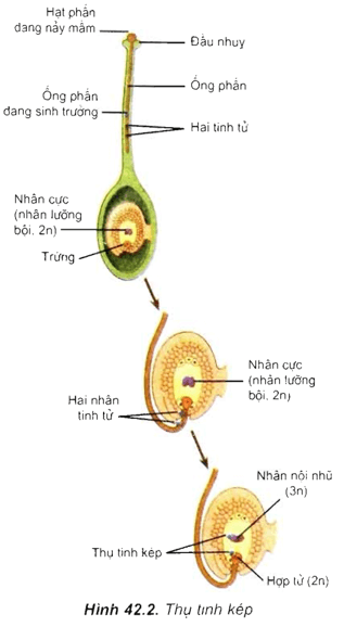 Lý thuyết Sinh học 11 Bài 42: Sinh sản hữu tính ở thực vật | Lý thuyết Sinh học 11 ngắn gọn