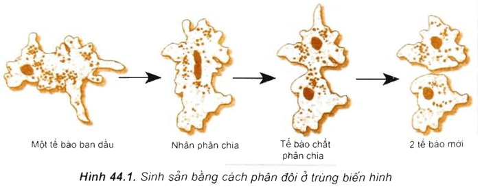 Lý thuyết Sinh học 11 Bài 44: Sinh sản vô tính ở động vật | Lý thuyết Sinh học 11 ngắn gọn