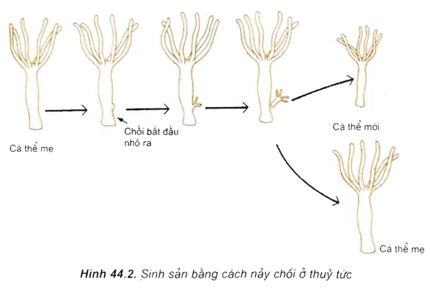 Lý thuyết Sinh học 11 Bài 44: Sinh sản vô tính ở động vật | Lý thuyết Sinh học 11 ngắn gọn