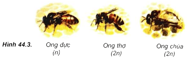 Lý thuyết Sinh học 11 Bài 44: Sinh sản vô tính ở động vật | Lý thuyết Sinh học 11 ngắn gọn