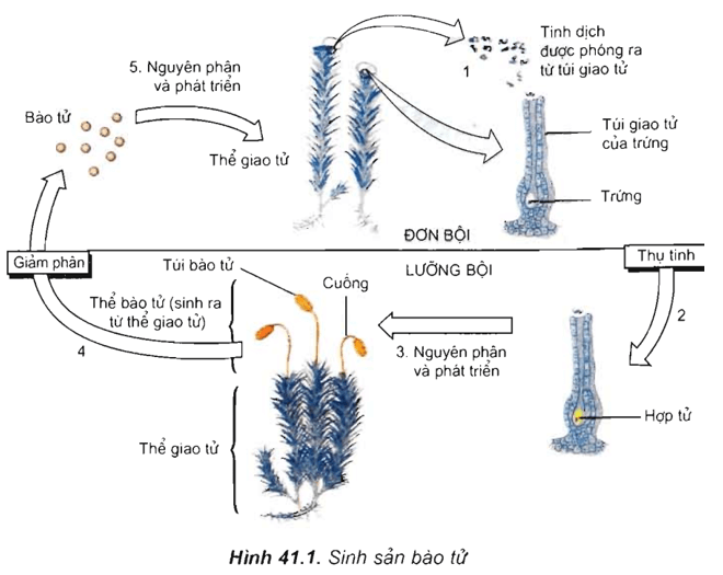 Lý thuyết Sinh học 11 Bài 41: Sinh sản vô tính ở thực vật | Lý thuyết Sinh học 11 ngắn gọn