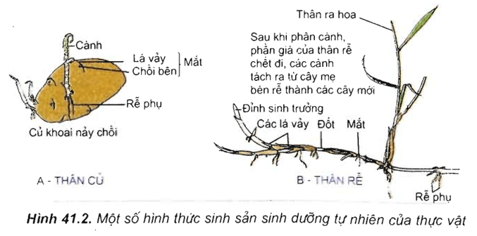 Lý thuyết Sinh học 11 Bài 41: Sinh sản vô tính ở thực vật | Lý thuyết Sinh học 11 ngắn gọn