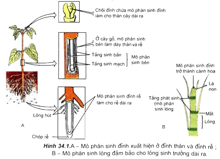 Lý thuyết Sinh học 11 Bài 34: Sinh trưởng ở thực vật | Lý thuyết Sinh học 11 ngắn gọn