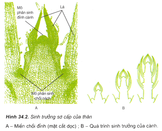 Lý thuyết Sinh học 11 Bài 34: Sinh trưởng ở thực vật | Lý thuyết Sinh học 11 ngắn gọn