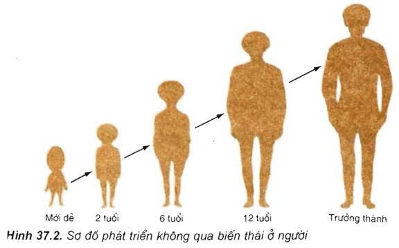 Lý thuyết Sinh học 11 Bài 37: Sinh trưởng và phát triển ở động vật | Lý thuyết Sinh học 11 ngắn gọn