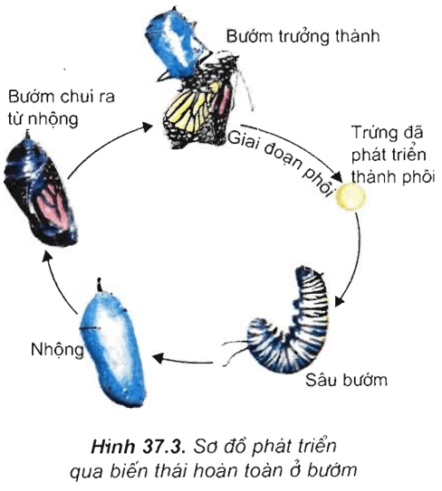 Lý thuyết Sinh học 11 Bài 37: Sinh trưởng và phát triển ở động vật | Lý thuyết Sinh học 11 ngắn gọn