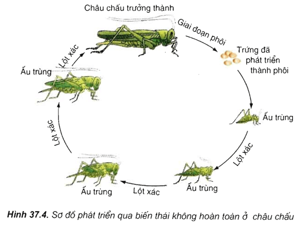 Lý thuyết Sinh học 11 Bài 37: Sinh trưởng và phát triển ở động vật | Lý thuyết Sinh học 11 ngắn gọn