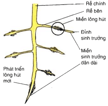 Lý thuyết Sinh học 11 Bài 1 Kết nối tri thức, Chân trời sáng tạo, Cánh diều