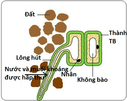 Lý thuyết Sinh học 11 Bài 1: Sự hấp thụ nước và muối khoáng ở rễ | Lý thuyết Sinh học 11 ngắn gọn