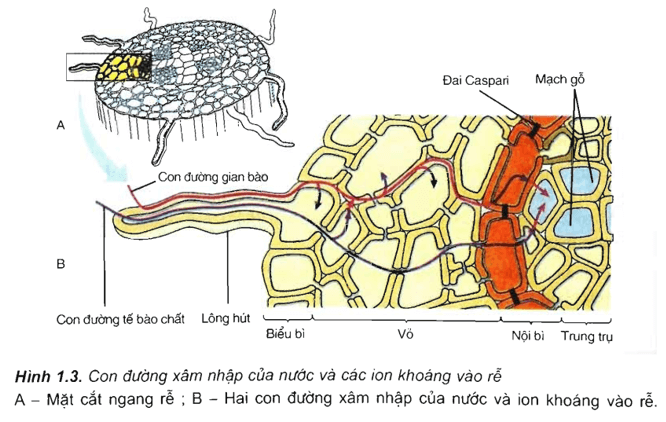 Lý thuyết Sinh học 11 Bài 1: Sự hấp thụ nước và muối khoáng ở rễ | Lý thuyết Sinh học 11 ngắn gọn