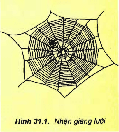 Lý thuyết Sinh học 11 Bài 31: Tập tính của động vật | Lý thuyết Sinh học 11 ngắn gọn