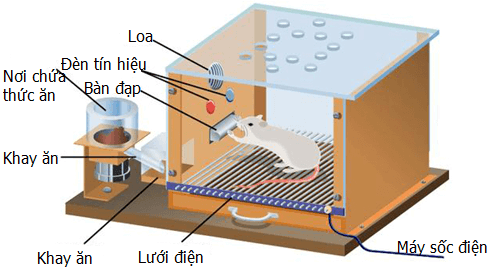 Lý thuyết Sinh học 11 Bài 32: Tập tính của động vật (tiếp theo) | Lý thuyết Sinh học 11 ngắn gọn