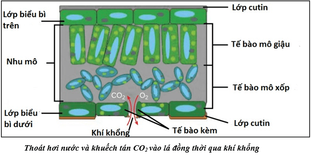 Lý thuyết Sinh học 11 Bài 3: Thoát hơi nước | Lý thuyết Sinh học 11 ngắn gọn