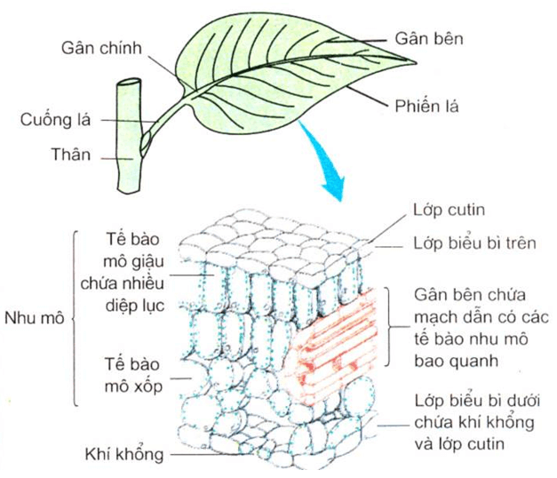 Lý thuyết Sinh học 11 Bài 3: Thoát hơi nước | Lý thuyết Sinh học 11 ngắn gọn