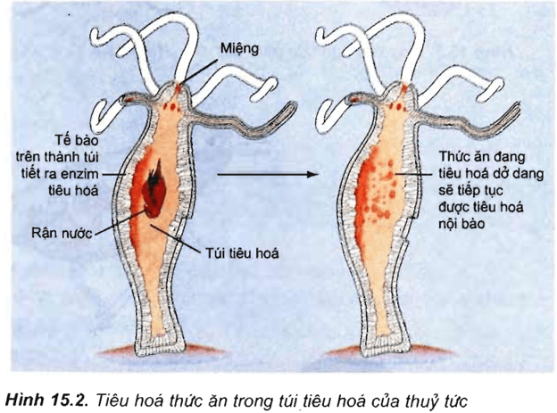 Lý thuyết Sinh học 11 Bài 15: Tiêu hóa ở động vật | Lý thuyết Sinh học 11 ngắn gọn