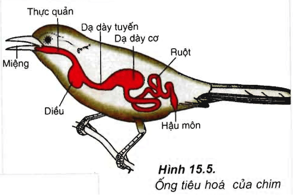 Lý thuyết Sinh học 11 Bài 15: Tiêu hóa ở động vật | Lý thuyết Sinh học 11 ngắn gọn