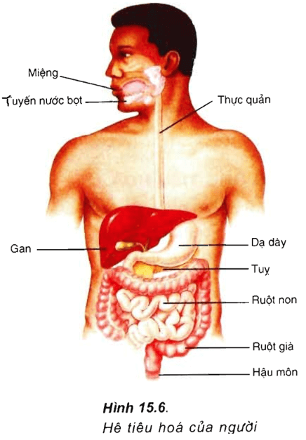 Lý thuyết Sinh học 11 Bài 15: Tiêu hóa ở động vật | Lý thuyết Sinh học 11 ngắn gọn