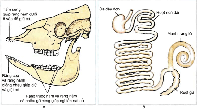 Lý thuyết Sinh học 11 Bài 16: Tiêu hóa ở động vật (tiếp theo) | Lý thuyết Sinh học 11 ngắn gọn