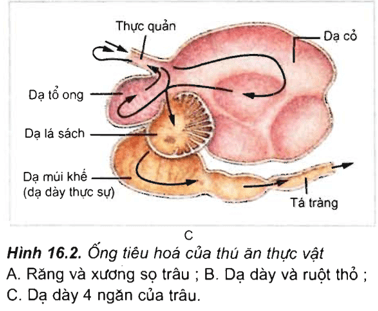 Lý thuyết Sinh học 11 Bài 16 Kết nối tri thức, Chân trời sáng tạo, Cánh diều