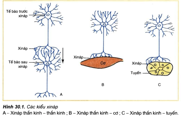 Lý thuyết Sinh học 11 Bài 30: Truyền tin qua xináp | Lý thuyết Sinh học 11 ngắn gọn