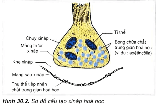 Lý thuyết Sinh học 11 Bài 30: Truyền tin qua xináp | Lý thuyết Sinh học 11 ngắn gọn