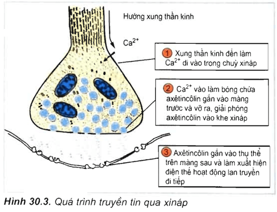 Lý thuyết Sinh học 11 Bài 30: Truyền tin qua xináp | Lý thuyết Sinh học 11 ngắn gọn