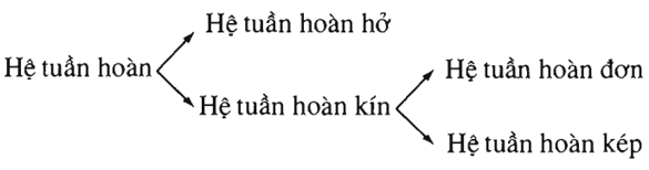 Lý thuyết Sinh học 11 Bài 18: Tuần hoàn máu | Lý thuyết Sinh học 11 ngắn gọn