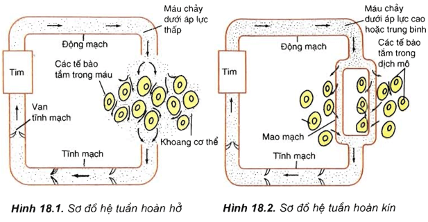 Lý thuyết Sinh học 11 Bài 18: Tuần hoàn máu | Lý thuyết Sinh học 11 ngắn gọn