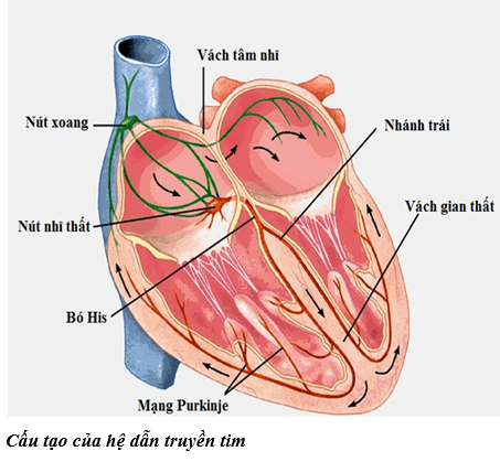 Lý thuyết Sinh học 11 Bài 19: Tuần hoàn máu (tiếp theo) | Lý thuyết Sinh học 11 ngắn gọn