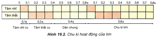 Lý thuyết Sinh học 11 Bài 19: Tuần hoàn máu (tiếp theo) | Lý thuyết Sinh học 11 ngắn gọn