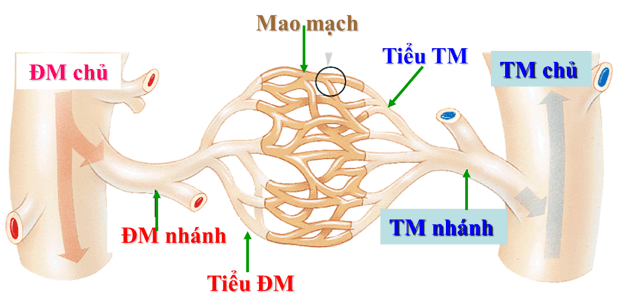 Lý thuyết Sinh học 11 Bài 19 Kết nối tri thức, Chân trời sáng tạo, Cánh diều