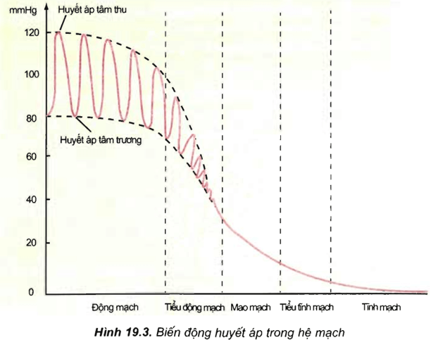 Lý thuyết Sinh học 11 Bài 19: Tuần hoàn máu (tiếp theo) | Lý thuyết Sinh học 11 ngắn gọn