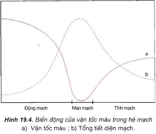 Lý thuyết Sinh học 11 Bài 19: Tuần hoàn máu (tiếp theo) | Lý thuyết Sinh học 11 ngắn gọn