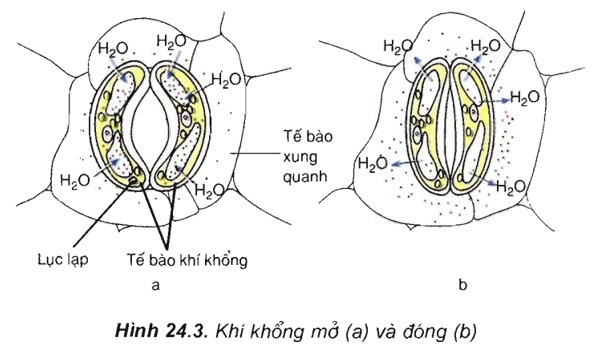 Lý thuyết Sinh học 11 Bài 24 Kết nối tri thức, Chân trời sáng tạo, Cánh diều