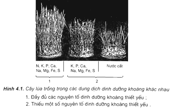 Lý thuyết Sinh học 11 Bài 4: Vai trò của các nguyên tố khoáng | Lý thuyết Sinh học 11 ngắn gọn