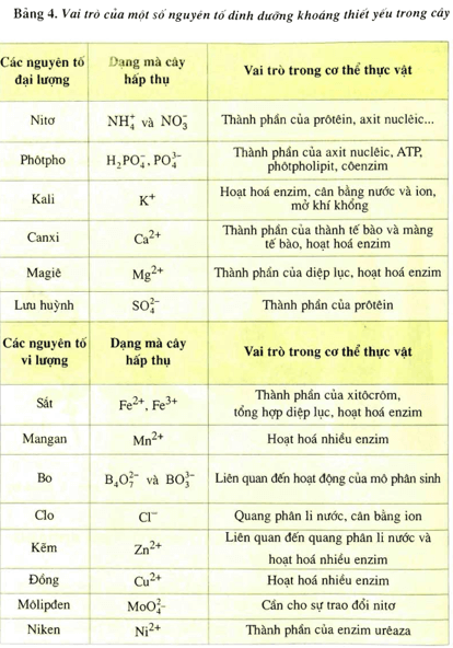 Lý thuyết Sinh học 11 Bài 4: Vai trò của các nguyên tố khoáng | Lý thuyết Sinh học 11 ngắn gọn