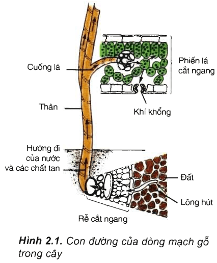 Lý thuyết Sinh học 11 Bài 2 Kết nối tri thức, Chân trời sáng tạo, Cánh diều