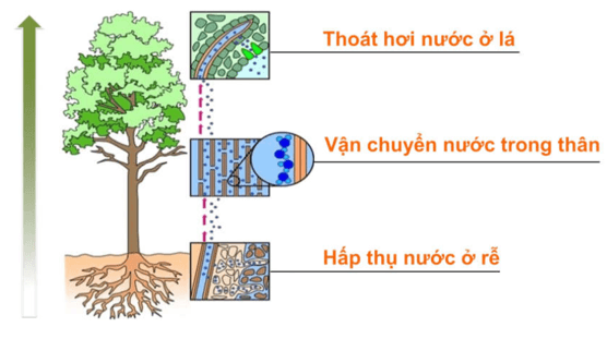 Lý thuyết Sinh học 11 Bài 2 Kết nối tri thức, Chân trời sáng tạo, Cánh diều