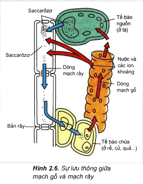 Lý thuyết Sinh học 11 Bài 2 Kết nối tri thức, Chân trời sáng tạo, Cánh diều