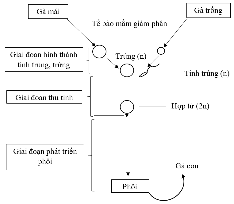 Giải bài tập Sinh 11 | Trả lời câu hỏi Sinh 11