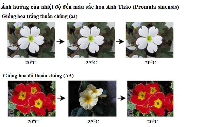 Lý thuyết Sinh học 12 Bài 13: Ảnh hưởng của môi trường lên sự biểu hiện của gen (hay, ngắn gọn)