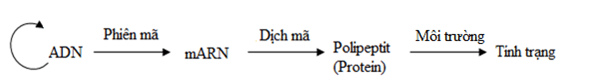 Lý thuyết Sinh học 12 Bài 13: Ảnh hưởng của môi trường lên sự biểu hiện của gen (hay, ngắn gọn)