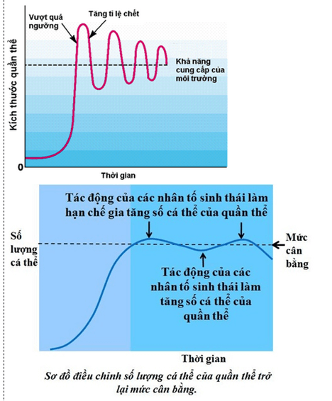 Lý thuyết Sinh học 12 Bài 39: Biến động số lượng cá thể của quần thể sinh vật (hay, ngắn gọn)