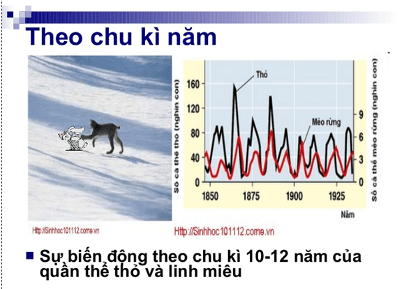 Lý thuyết Sinh học 12 Bài 39: Biến động số lượng cá thể của quần thể sinh vật (hay, ngắn gọn)