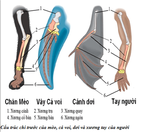 Lý thuyết Sinh học 12 Bài 24: Các bằng chứng tiến hóa (hay, ngắn gọn)